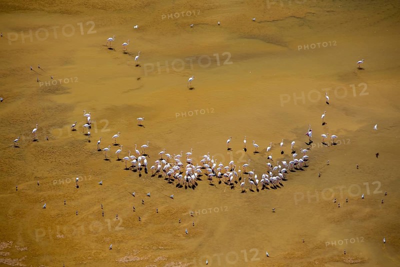 Greater Flamingo (Phoenicopterus roseus) group, Andalusia, Spain