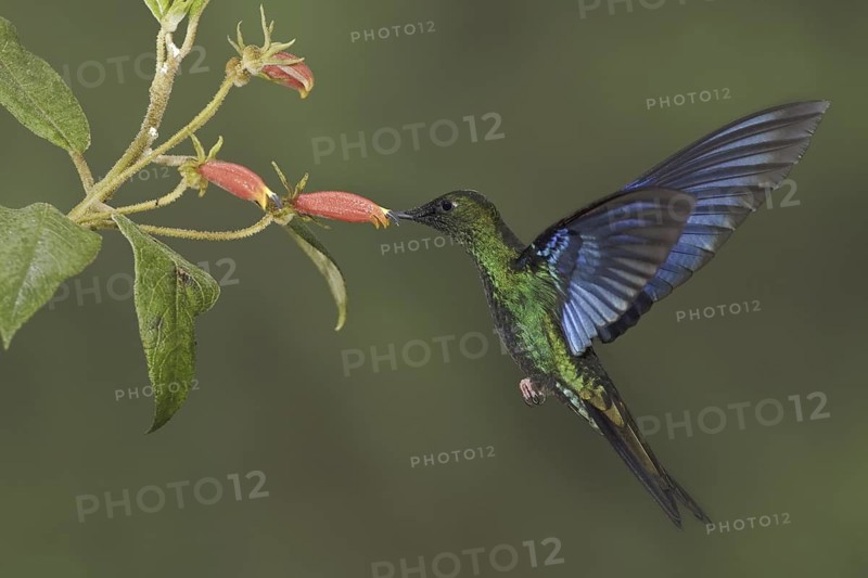 Great Sapphirewing (Pterophanes cyanopterus) male flying and feeding at a flower, Ecuador