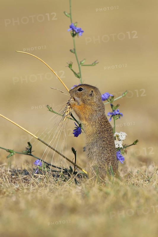 European ground squirrel (Spermophilus citellus) eating barley ear, Lake Neusiedl National Park, Burgenland, Austria