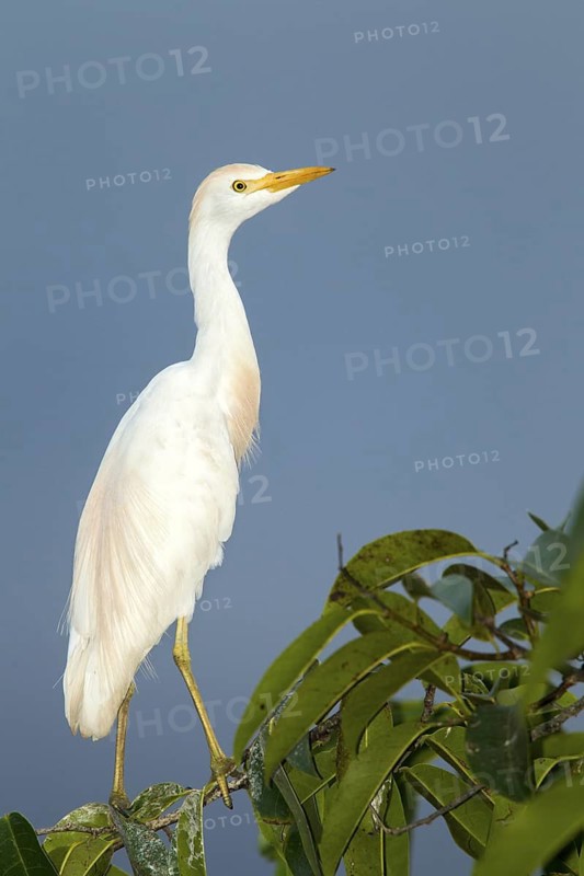 Cattle Egret Bubulcus ibis San Blas, Nayarit, Mexico 6 June Adult Ardeidae
