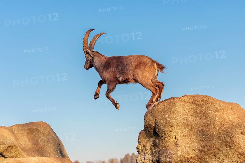 A male ibex (Capra ibex) leaps from rock to rock in the warm evening light. A blue sky can be seen in the background. Carinthia, Austria