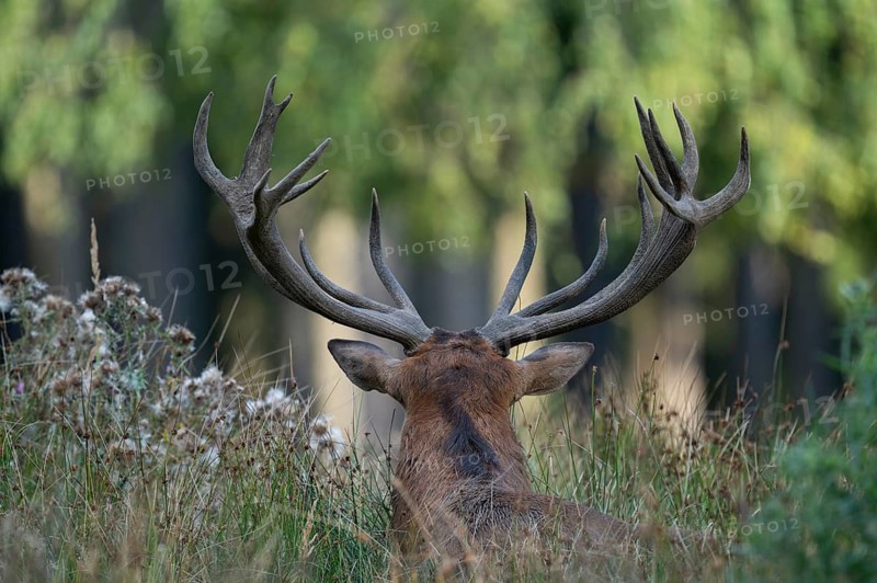 Red deer (Cervus elaphus) lying on a forest meadow, strong antlers, captive, Germany