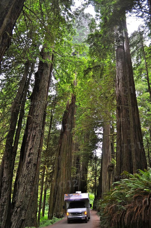 Coast redwood (Sequoia sempervirens)