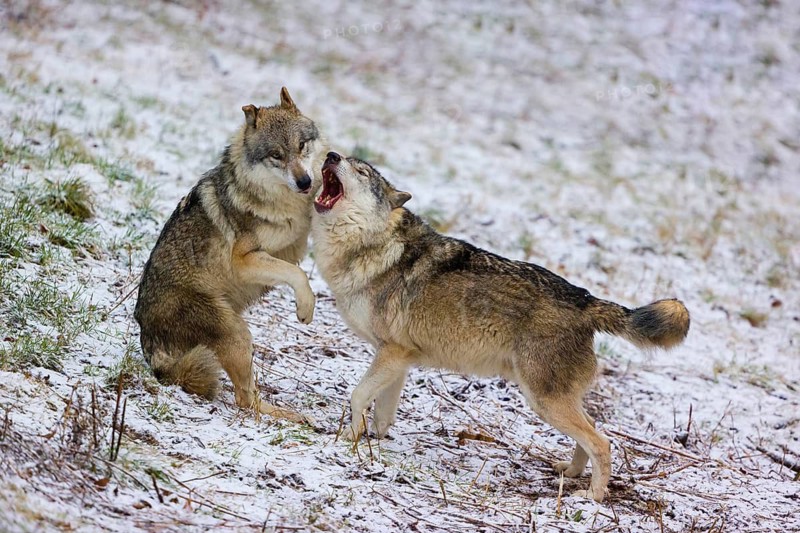 Two adult male eurasian gray wolves (Canis lupus lupus), social behaviour, friends