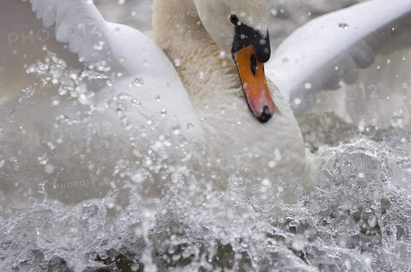 Mute Swan (Cygnus olor) taking flight, Lower Saxony, Germany