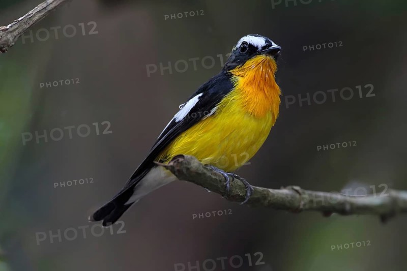 Yellow-rumped Flycatcher (Ficedula zanthopygia) male, Malaysia