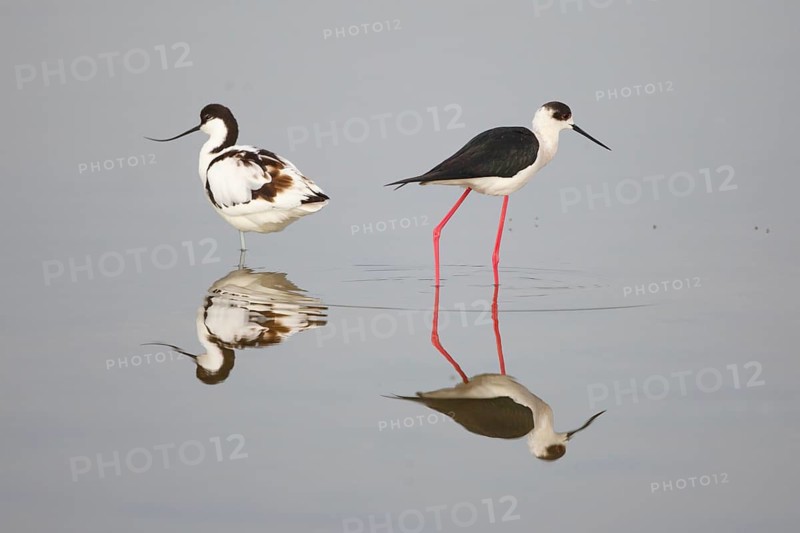 Pied Avocet & Black-winged Stilt (Recurvirostra avosetta & Himantopus himantopus), Greece
