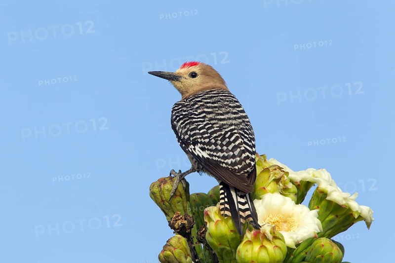 Gila Woodpecker Melanerpes uropygialis Tucson, Pima County, Arizona, United States 16 May Adult Male at Saguaro cactus flowers (Carnegiea gigantea). Note pollen on head from Saguaro flowers. Picidae
