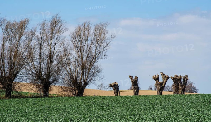 Row of willow trees, pruned and unpruned, in Ystad Municipality, Skåne County, Sweden, Scandinavia