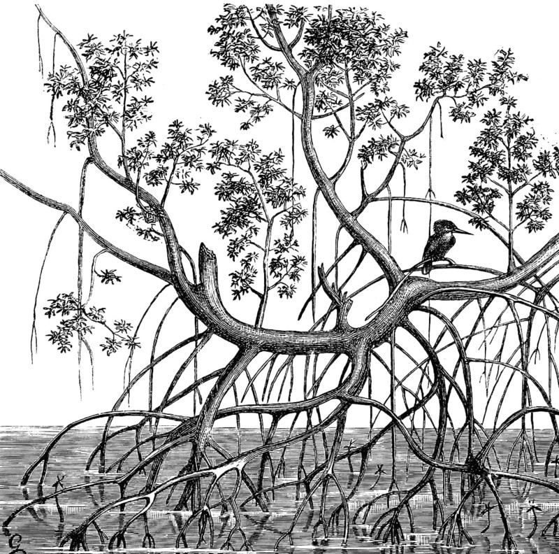 The mangrove ecosystem finds living conditions in the tidal waters of the tropics, tide, low tide, high tide, branched root system, deciduous tree, bird, Cameroon, historical illustration 1886