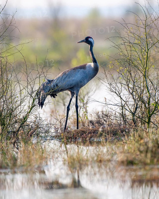 Crane (Grus grus) at its nest, Wagenfeld, Lower Saxony, Germany