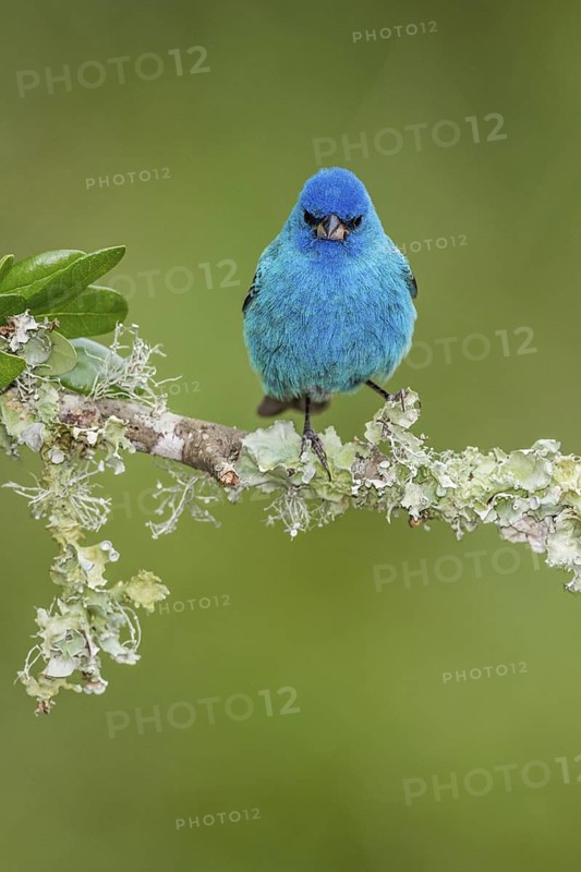Indigo Bunting (Passerina cyanea) male perched on a branch, Texas, USA