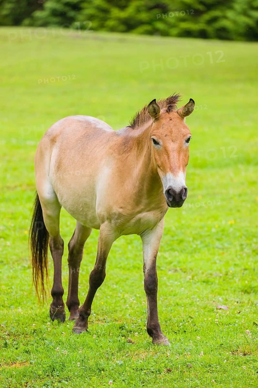 A Przewalski's horse (Equus ferus przewalskii or Equus przewalskii), walks across a paddock