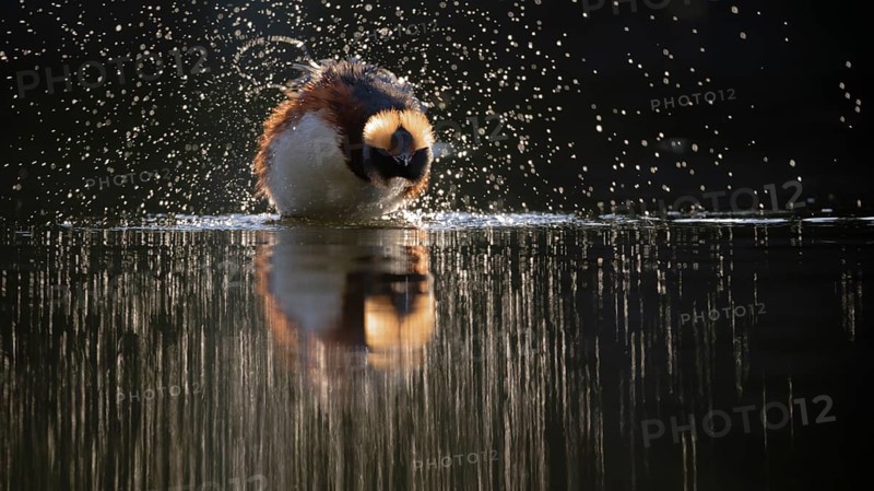 Horned Grebe (Podiceps auritus), Dalarna, Sweden