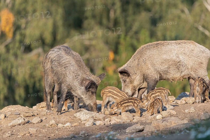Two adult and some piglet wild boar or wild pig (Sus scrofa) walking over an opening with a green forest in the background