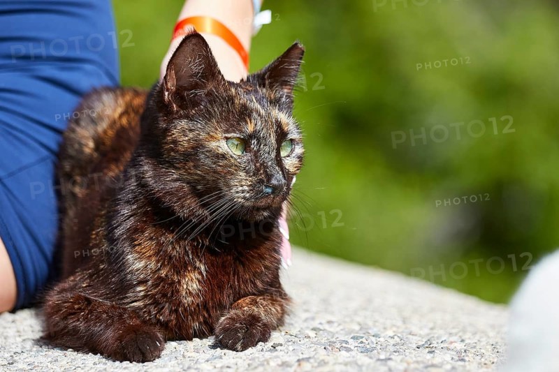 Dark cat sitting on the floor and being looked at by a person, Kalithea, cat station, Rhodes, Dodecanese, Greek Islands, Greece