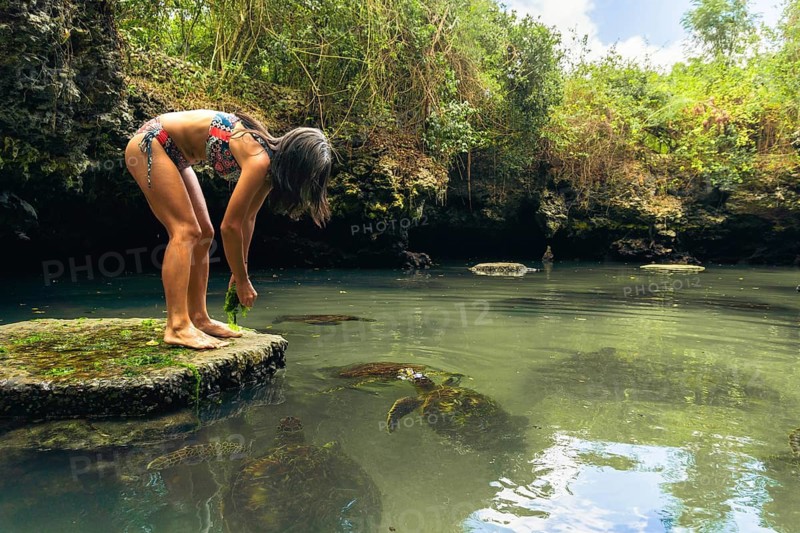 Visitor woman feeding sea grass and interacting with many green sea turtles in natural tidal pool. Captures authentic wildlife conservation and tourism in Nungwi, Zanzibar. Popular travel destination