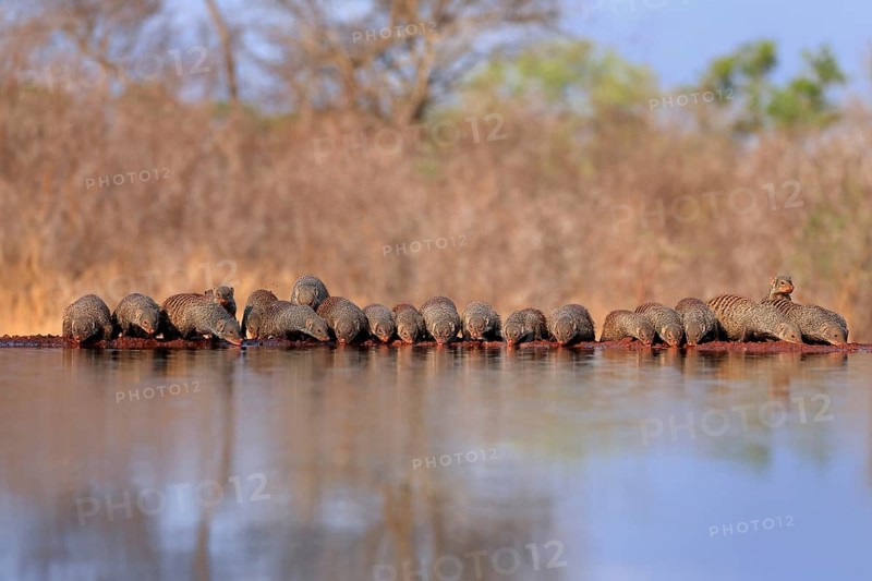 Zebra mongoose (Mungos mungo), adult, group, at the water, drinking, Kruger National Park, Kruger National Park, Kruger National Park South Africa
