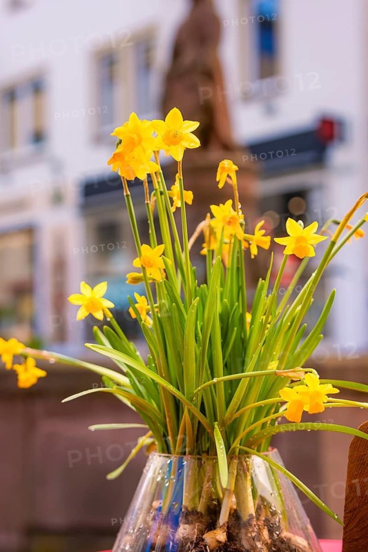 A bouquet of yellow daffodils in a vase against a blurred background in a town, Nagold, Calw district, Germany