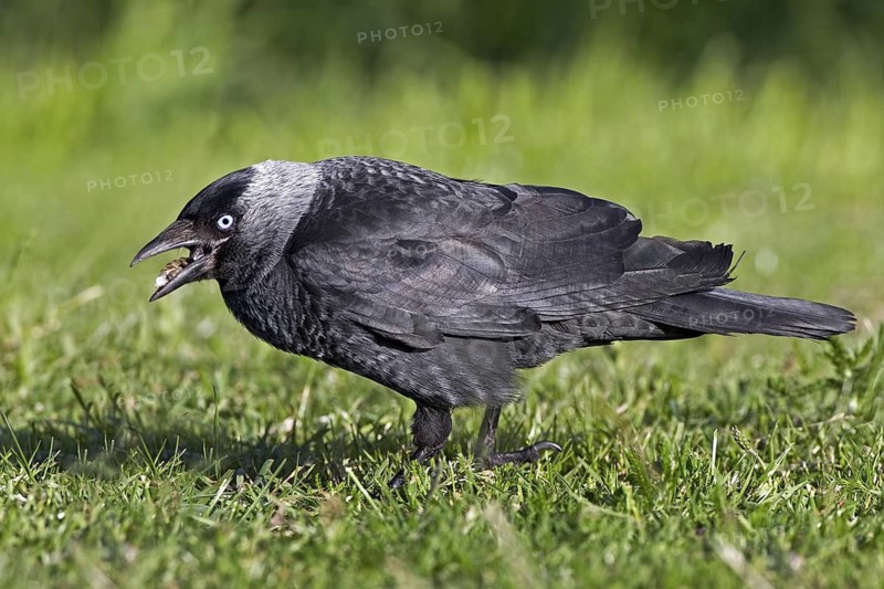 Western Jackdaw (Coloeus monedula), Saxony-Anhalt, Germany