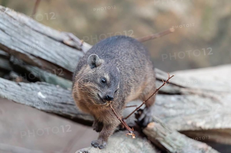 A rock hyrax (Procavia capensis) is sitting on rotting wood and eating a twig. Southern and Central Africa