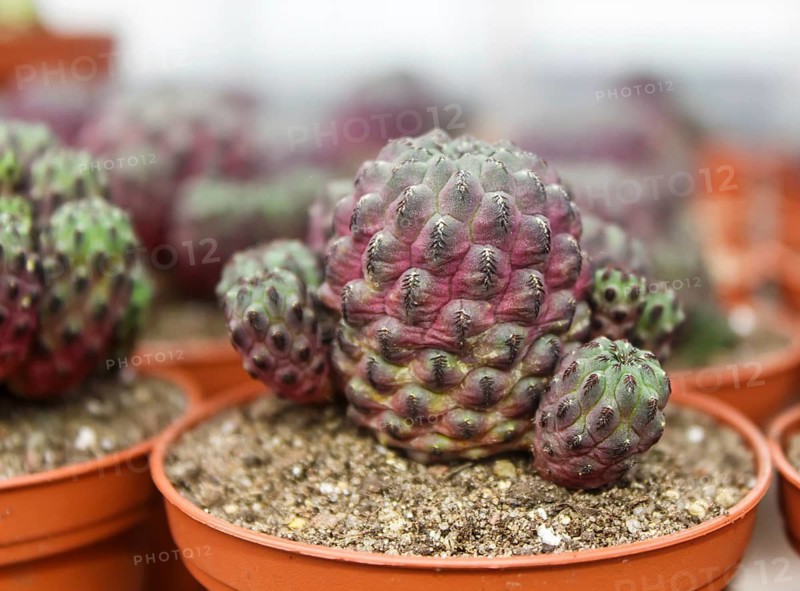 Beautiful succulent plant in greenhouse. Closeup, floral patterns, selective focus