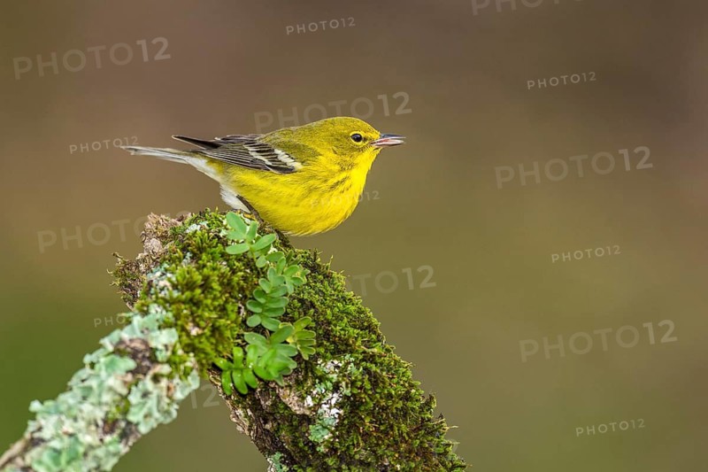Pine Warbler (Setophaga pinus) male perched on an old mossy branch, Texas, USA