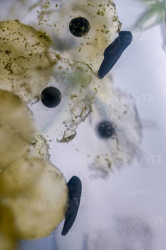Common frog, Common Frog, rana temporaria, amphibians, amphibians, freshly hatched, frog, frogs, high size, portrait, young animal, juvenile, tadpole, spawn, spawn ball, larva, amphibians, hatching, spawn, tadpole
