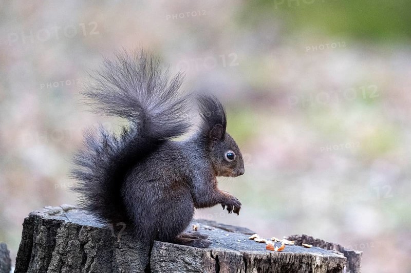 Squirrel (Sciurus vulgaris), sitting on a tree trunk, Vienna, Austria