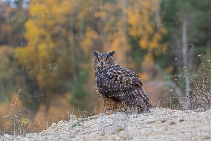 One Eurasian Eagle Owl, Bubo bubo, sitting on a grey rock, a forest in fall foliage in the background