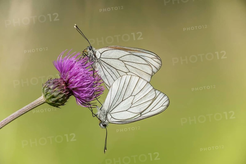 Black-Veined White butterflies (Aporia crataegi) mating in a natural meadow in spring. Bas Rhin, Alsace, France
