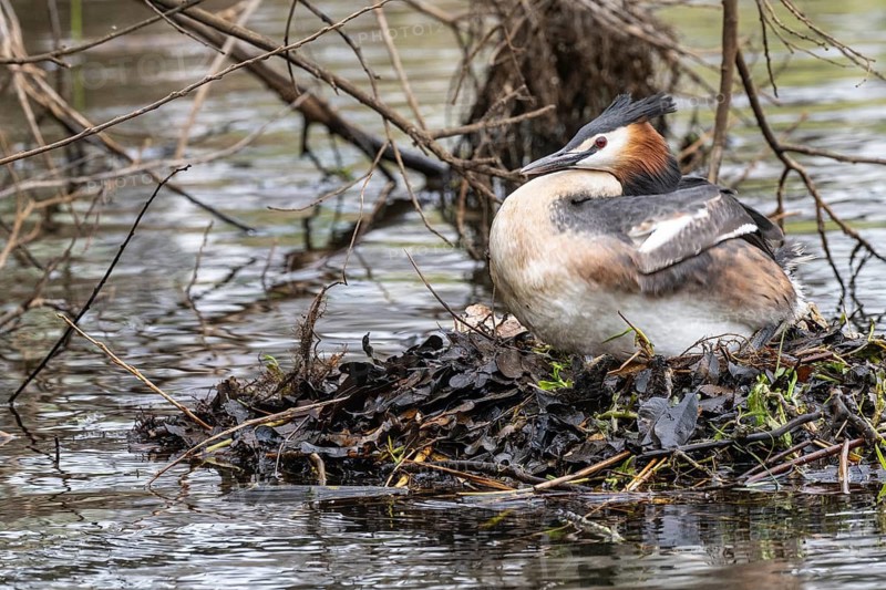 Great Crested Grebe (Podiceps Scalloped ribbonfish) at the nest, Emsland, Lower Saxony, Germany
