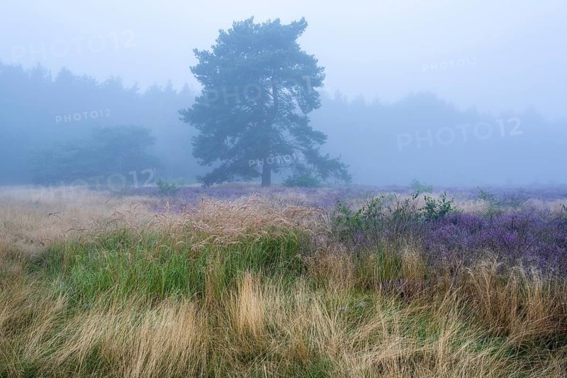 Flowering heather (Calluna vulgaris) with pine trees on a foggy morning in the Ahlhorner Heide, Ahlhorn, Lower Saxony, Germany