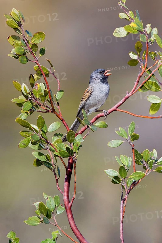 Black-chinned Sparrow Spizella atrogularis Santa Catalina Mountains, Pinal County, Arizona, United States 17 May Adult Male Emberizidae