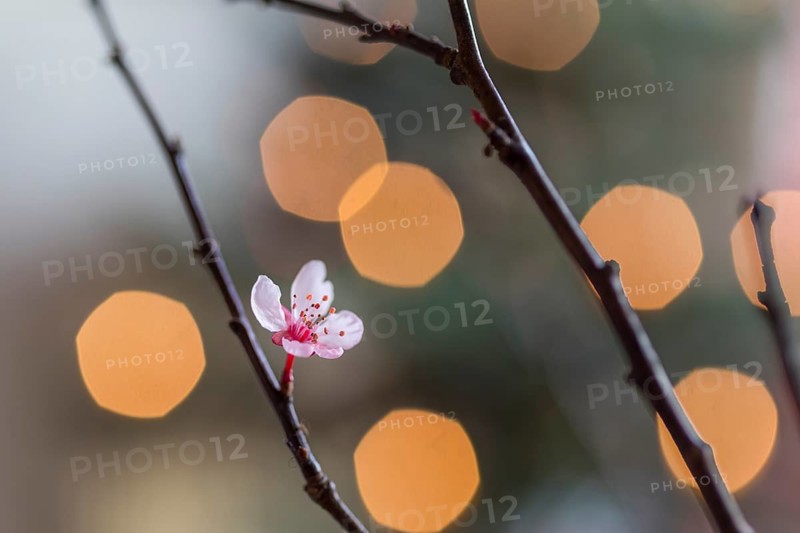 Barbara branches have blossomed, tradition in Advent, branches with blossoms and Christmas decorations