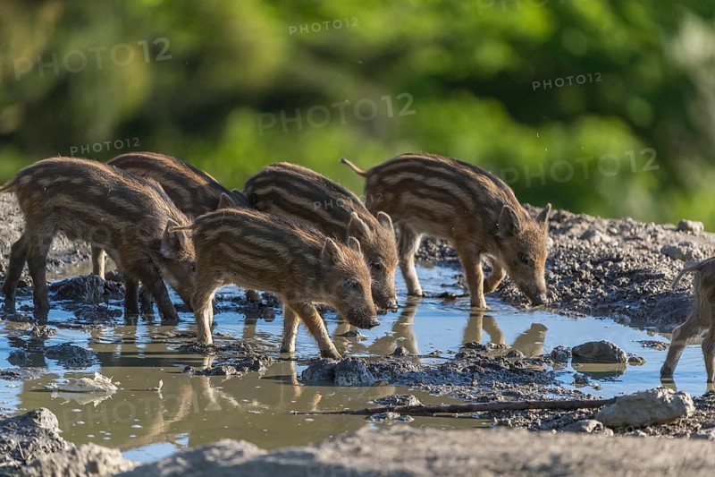 A group of piglet wild boar or wild pig (Sus scrofa) walking through the water of a small pool in backlight