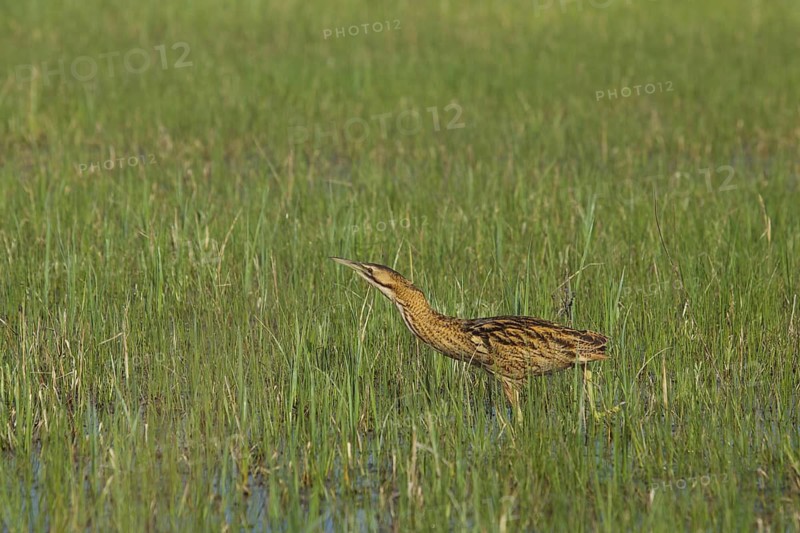 Eurasian Bittern (Botaurus stellaris) foraging, Austria
