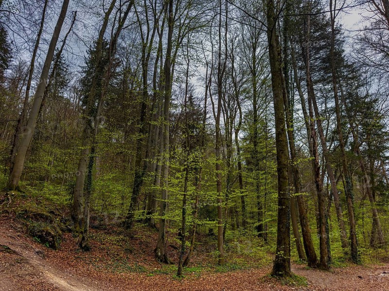 Deciduous forest in spring