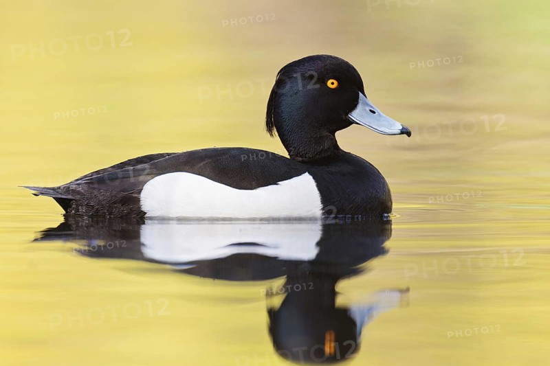 Tufted Duck (Aythya fuligula) male, Brandenburg, Germany