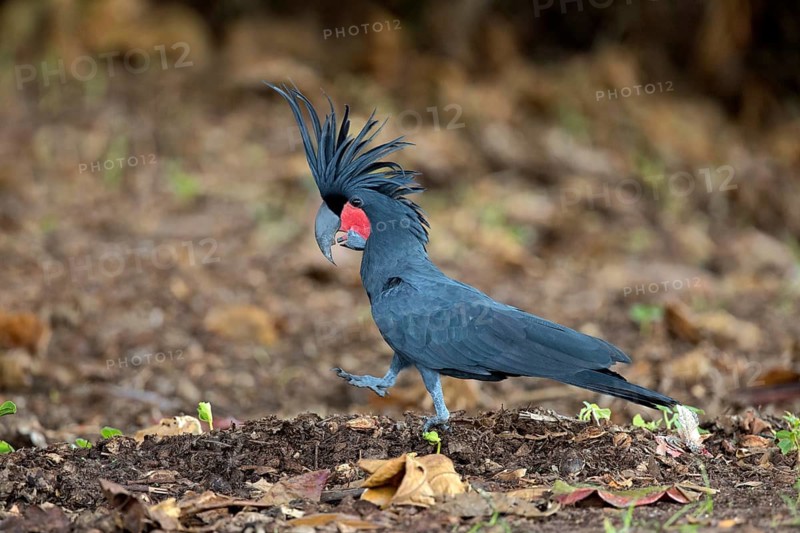 Palm Cockatoo (Probosciger aterrimus macgillivrayi) perched on the ground, Queensland, Australia