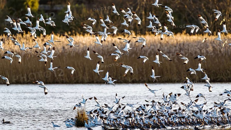 Pied Avocet, Recurvirostra avosetta, birds in flight over winter marshes, Devon, England, United Kingdom