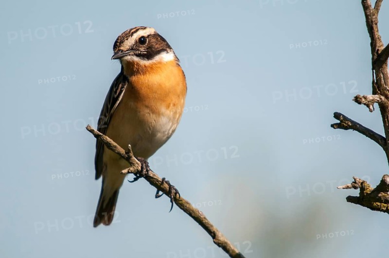 Brandenburg, whinthroat, Germany, Nabu, national natural heritage, Grünhaus natural paradise, saxicola rubetra, whinchat, post-mining landscape, birds, green house, passeri, songbirds, birds
