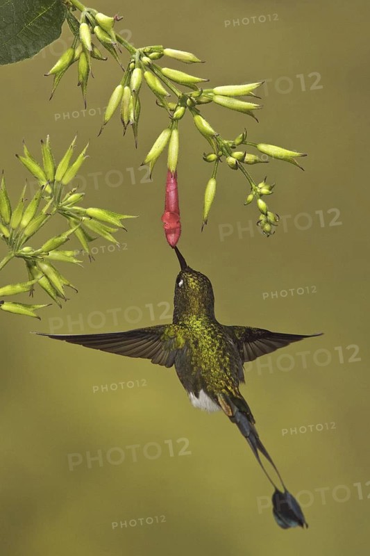Booted Racket-tail (Ocreatus underwoodii), Ecuador