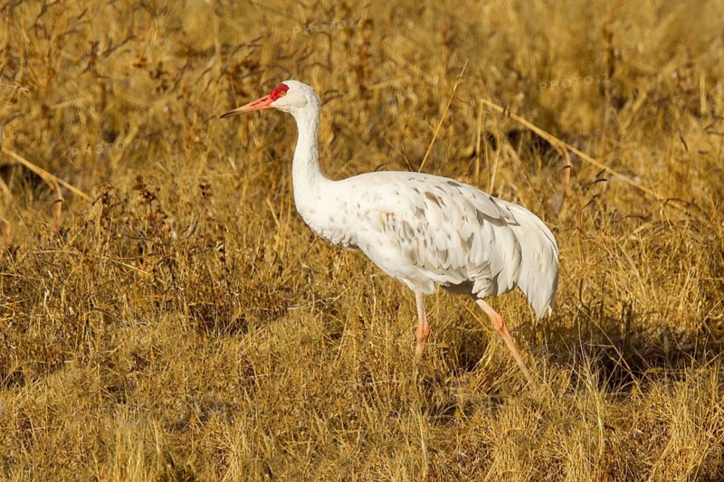 Sandhill Crane Grus canadensis Bosque del Apache National Wildlife Refuge, New Mexico, United States 17 December Adult leucistic (white) individual. Gruidae Leucism is the lack of pigment producing cells in part or all of the body