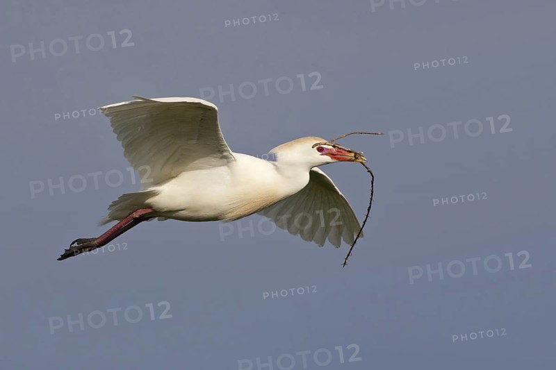 Western Cattle Egret (Bubulcus ibis) flying, Mallorca, Spain