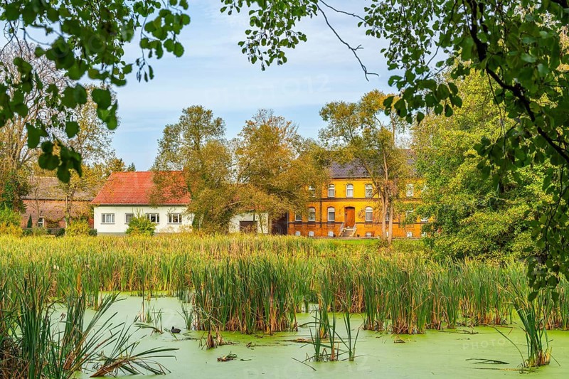 Reeds and duckweed in the large village pond of Borgisdorf, farmhouses behind, Fläming, Brandenburg, Germany