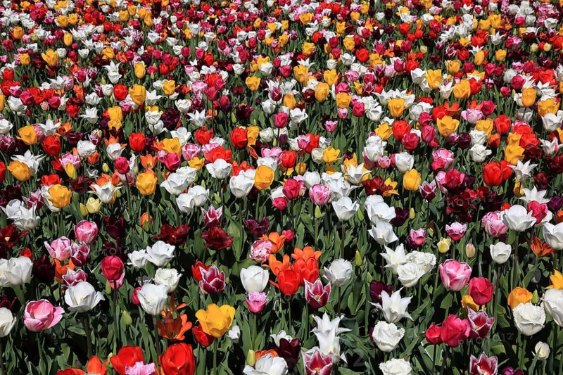 Many colourful tulips in one area