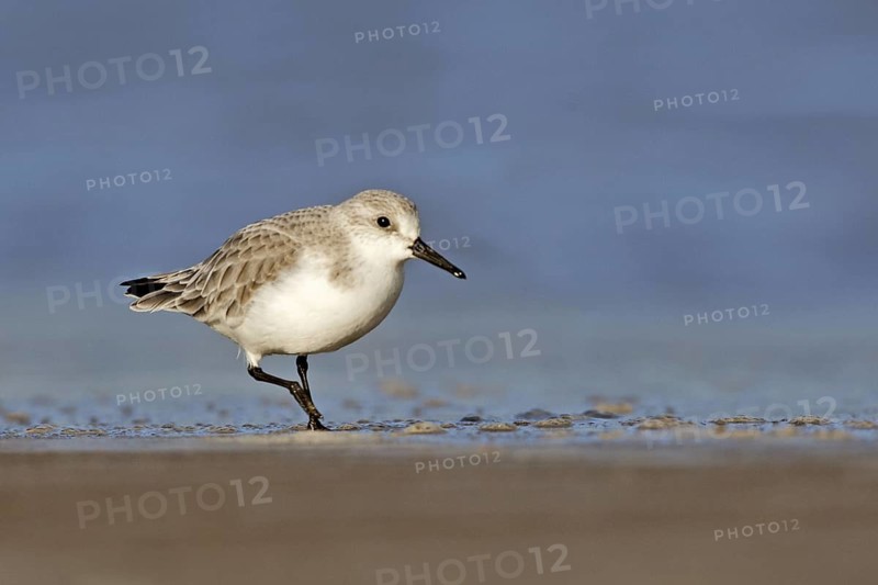 Sanderling (Calidris alba), Donna Nook Nature Reserve Norfolk, United Kingdom