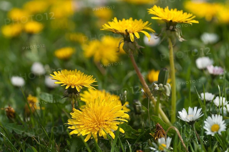 Asteraceae, Bellis Perennis, common dandelion, daisy, dandelion, dandelion, flower flower, dandelion, flower, dandelion, taraxacum officinale agg., thousand beautiful, biotopes, daisy, fat willow, fat meadow, flora, plants, plants