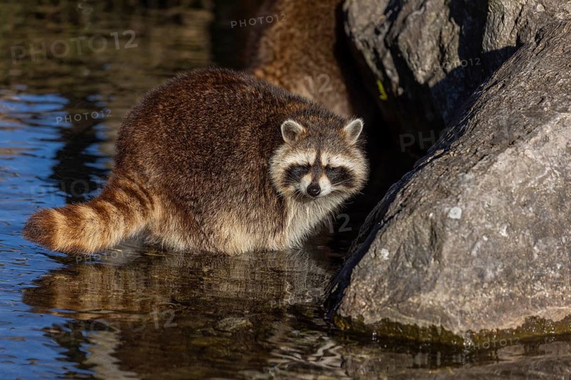 Two Raccoons, Procyon lotor, looking for food between the pebbles in shallow water